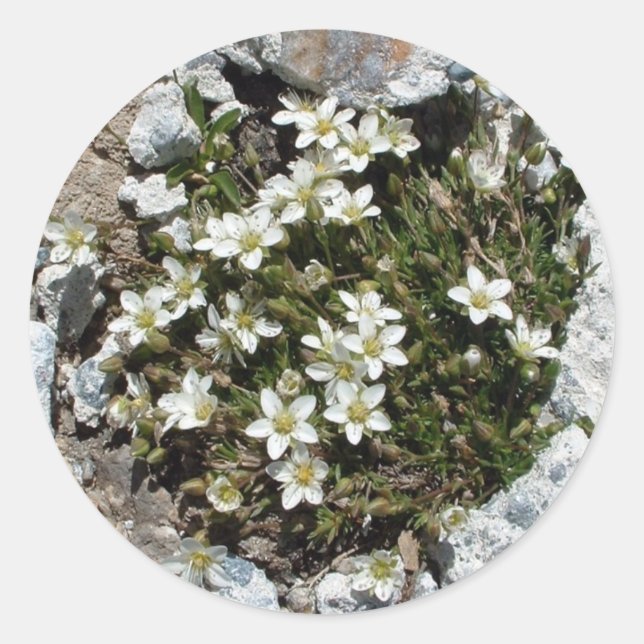 Autocollant des Fleurs alpines suisses blanches (Devant)