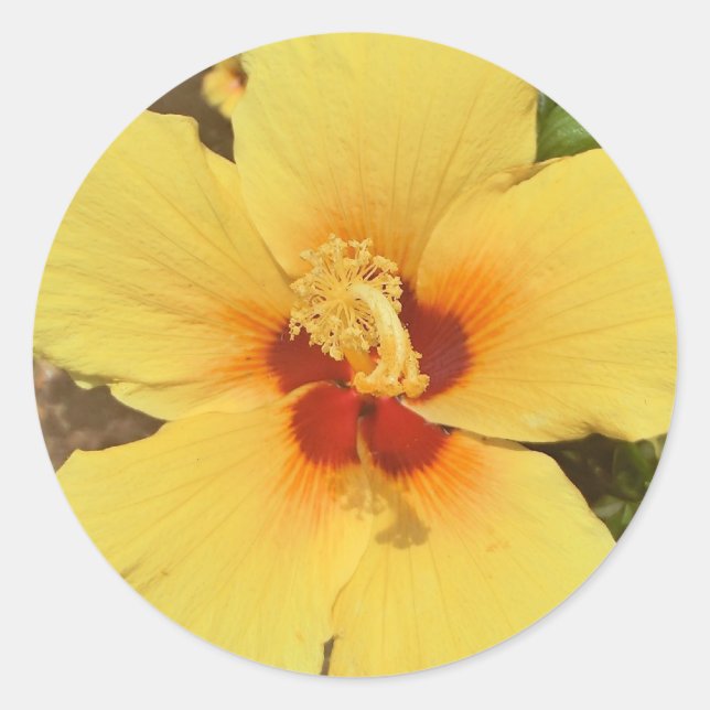 Autocollant d'hibiscus jaune (Devant)