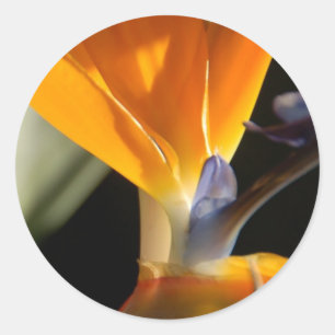 Autocollant d'Oiseau-De-Paradis