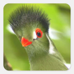 Autocollant d'oiseau vert tropical