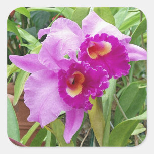 Autocollant d'orchidées de Cattleya violet