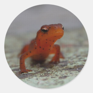 Autocollant Eastern Newt