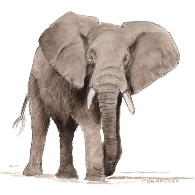 Autocollant Éléphant (Créateur téléchargé)