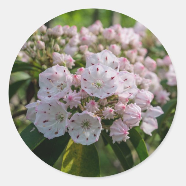 Autocollant Fleur sauvage Mountain Laurel (Devant)