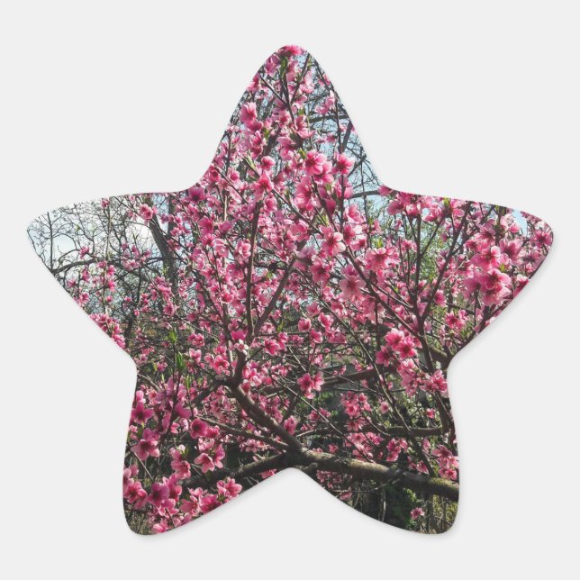 Autocollant floral rose en fleurs (Devant)