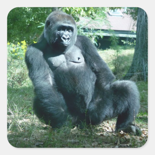 Autocollant Gorilla (Devant)