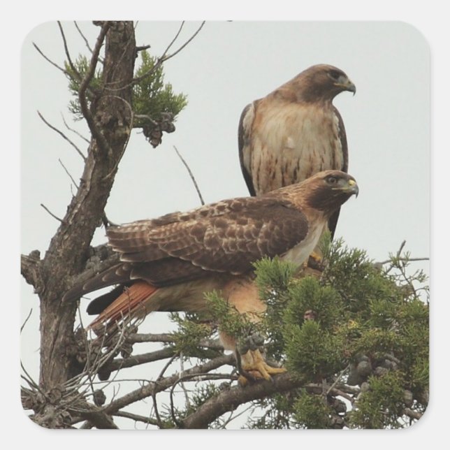 Autocollant Hawk 2 (Devant)