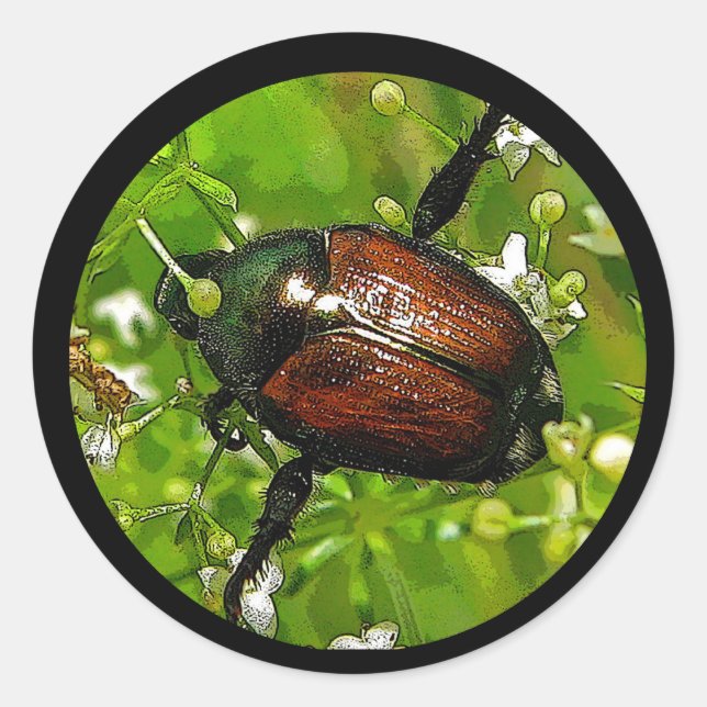 Autocollant japonais d'insectes du coléoptère (Devant)