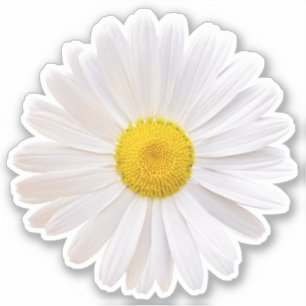 Autocollant Kiss-Cut Fleur de Marguerite de Shasta
