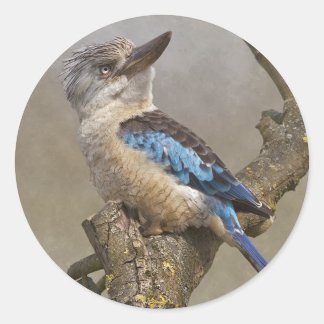 Autocollant Kookaburra (Devant)
