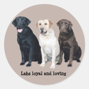 Autocollant Labrador Retriever
