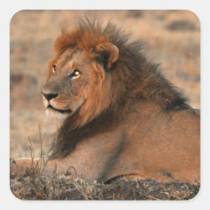 Autocollant Lion africain
