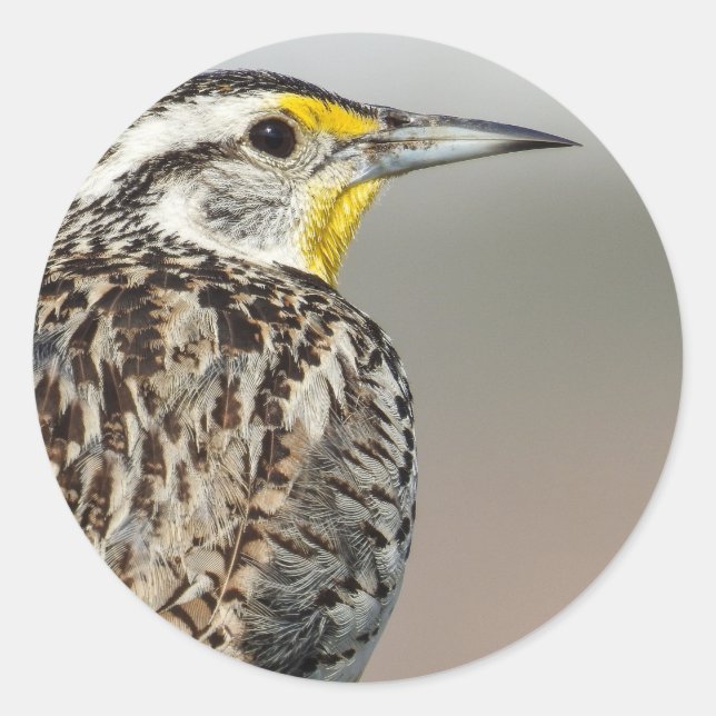 Autocollant Meadowlark occidental (Devant)
