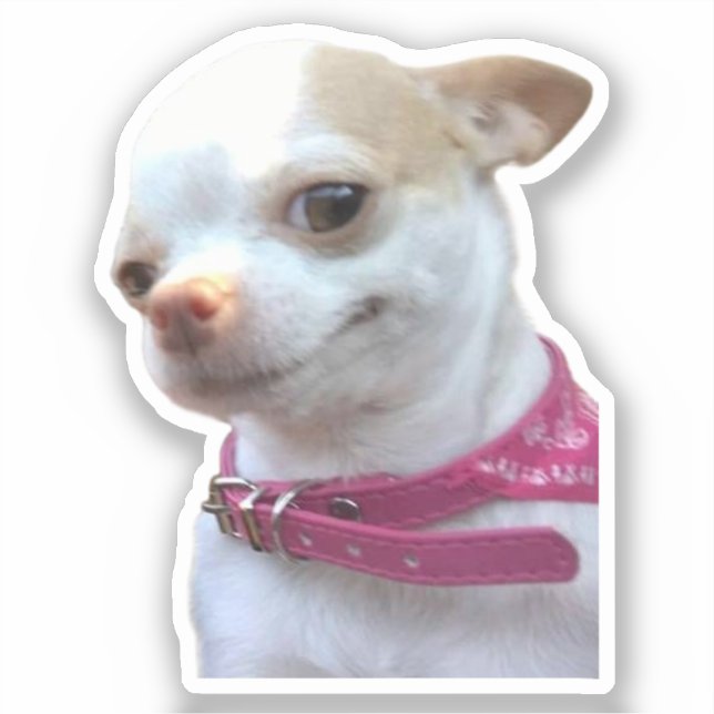 Autocollant Mème de Chien Chihuahua Pretty (Recto)