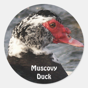 Autocollant Muscovy Duck Bird Wildlife
