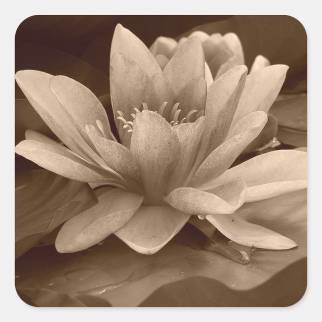 Autocollant nénuphar (Devant)