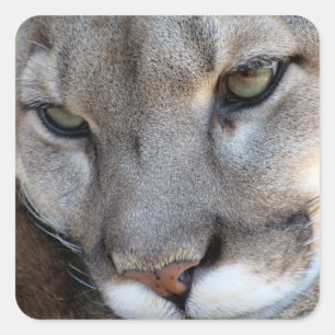 Autocollant Panther Floride (4071)