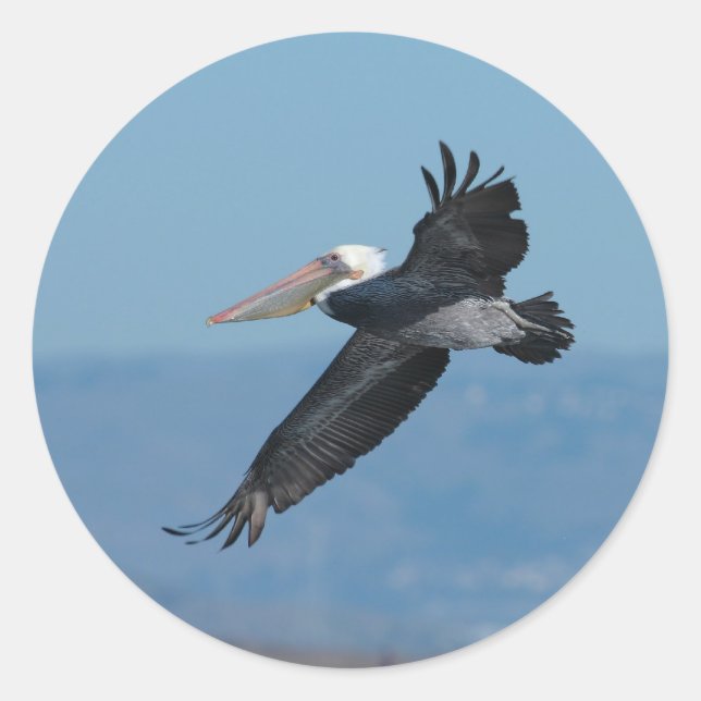 Autocollant Pélican 9 volant (Devant)