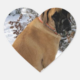 Autocollant photo de chien mastiff anglais "Snow P