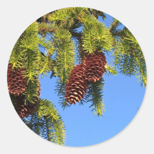 Autocollant photo de la forêt naturelle avec branc