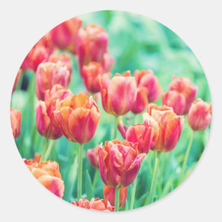 Autocollant photo de tulipes d'Amsterdam