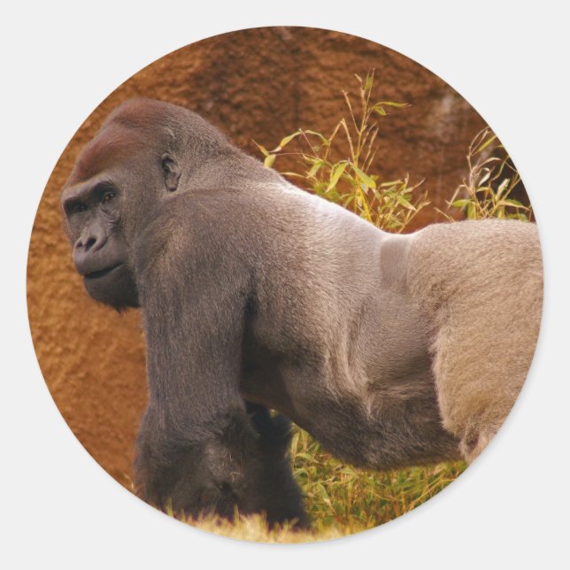 Autocollant photo Silverback Gorilla (Devant)
