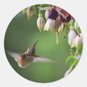 Autocollant Plante De Colibri Et Fushia