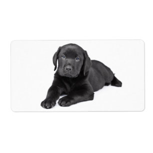 Autocollant pour chien de marionnette Black Labrad
