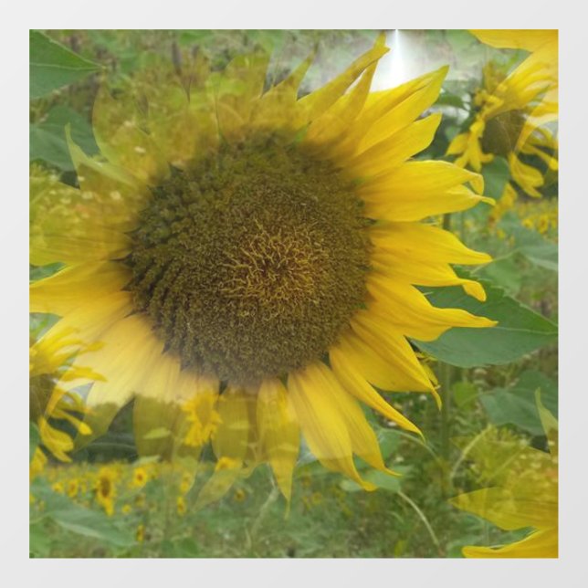 Autocollant Pour Fenêtre Arrosage des fenêtres de tournesol (Feuille)