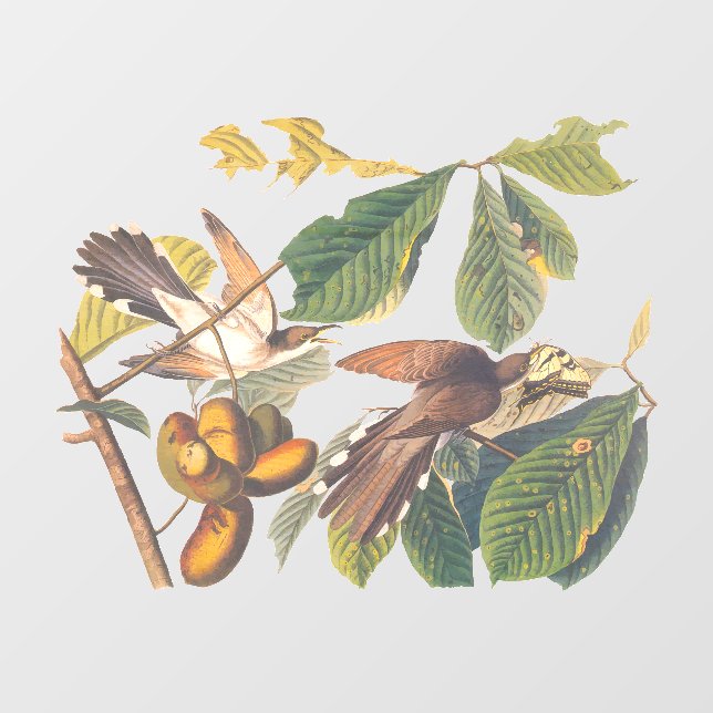 Autocollant Pour Fenêtre Audubon's Yellow Billed Cuckoo Birds Porte - clé (Feuille)