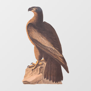 Autocollant Pour Fenêtre Audubon's Young Bald Eagle sur Brown Rock