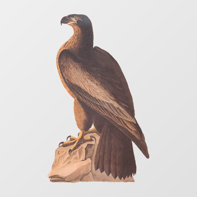 Autocollant Pour Fenêtre Audubon's Young Bald Eagle sur Brown Rock (Feuille)
