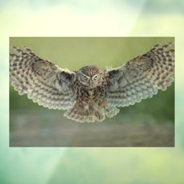 AUTOCOLLANT POUR FENÊTRE BELLE FENÊTRE "OWL IN FLIGHT" CLAIR (Feuille 3)