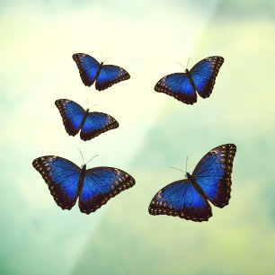Autocollant Pour Fenêtre Bleu Morpho Papillons fenêtre Clouture