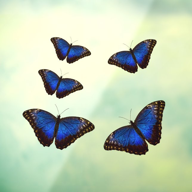 Autocollant Pour Fenêtre Bleu Morpho Papillons fenêtre Clouture (Feuille 3)