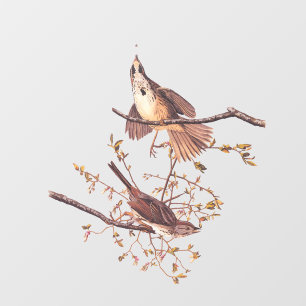 Autocollant Pour Fenêtre Bruant de chanson Audubon avec araignée minuscule