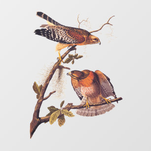 Autocollant Pour Fenêtre Buse à épaulettes roux Audubon Oiseau de proie