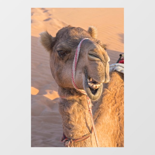 Autocollant Pour Fenêtre Camel amusant (Feuille)