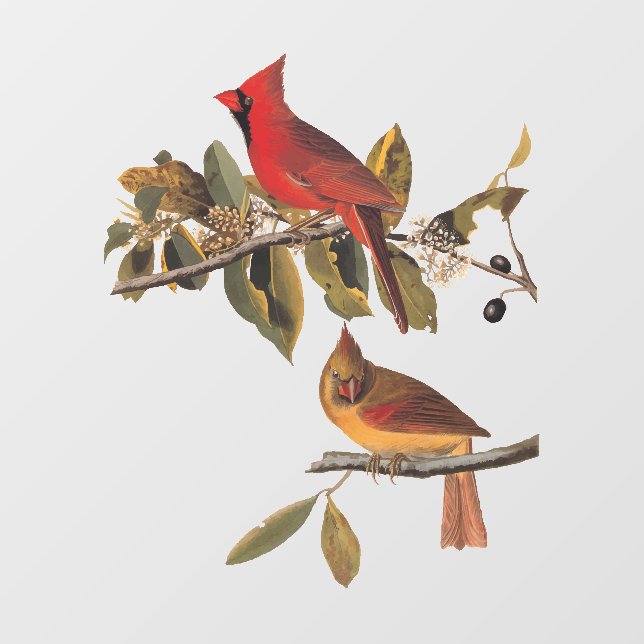 Autocollant Pour Fenêtre Cardinal Grosbeak Audubon Birds of America (Feuille)