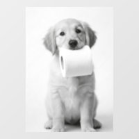 Chien de traîneau golden retriever monochrome papi