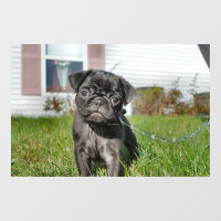 Chiot en Carlin noir