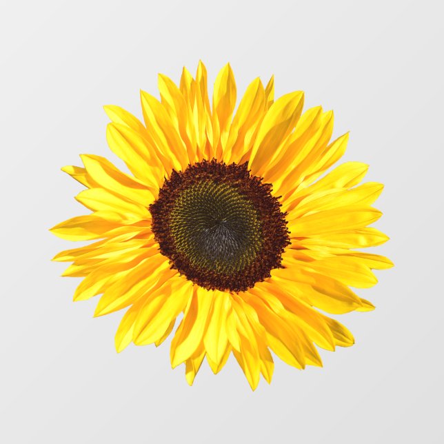 Autocollant Pour Fenêtre Clôture de la fenêtre de tournesol jaune (Feuille)