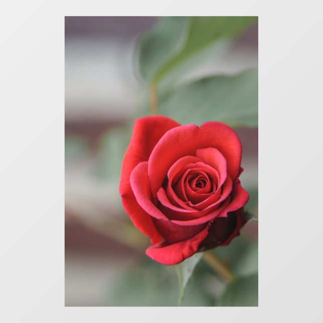 Autocollant pour fenêtre - Élégance de la rose rou (Feuille)