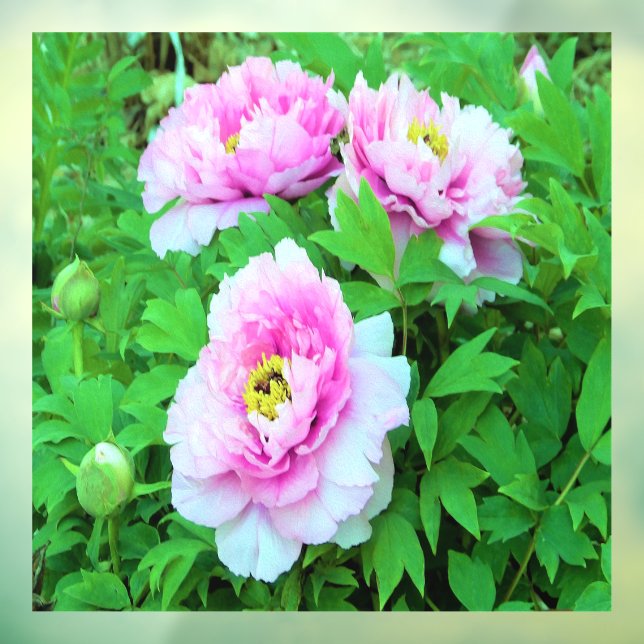 Autocollant Pour Fenêtre Élégante pivoine d'arbre rose avec centre jaune (Feuille 3)
