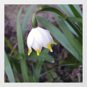 Autocollant Pour Fenêtre Flèche de neige de printemps Leucojum vernum