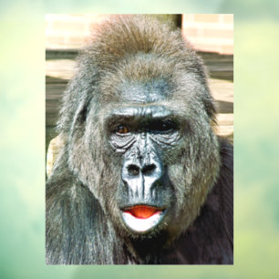 AUTOCOLLANT POUR FENÊTRE GORILLA FRAÎCHE
