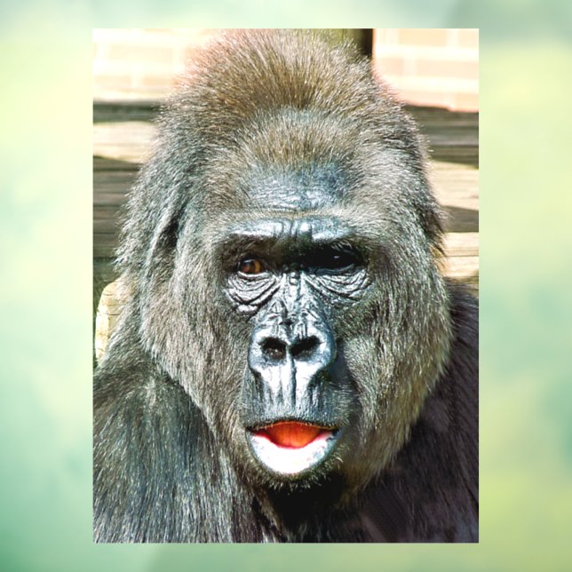 AUTOCOLLANT POUR FENÊTRE GORILLA FRAÎCHE (Feuille 3)