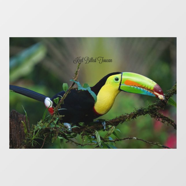Autocollant Pour Fenêtre Keel Billed Toucan (Feuille)
