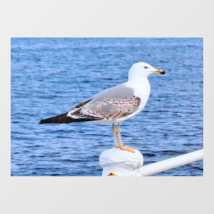 Autocollant Pour Fenêtre Mouette Constanta Roumanie – Photographie de la me