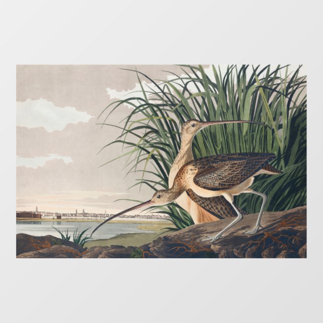 Autocollant Pour Fenêtre Oiseau de Courlis à long bec Audubon (Feuille)